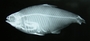 Cheirodon ibicuhiensis 39 mmSL FMNH 98573 xray